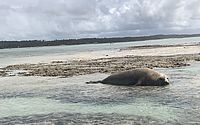 Elefante-marinho é flagrado encalhado na praia de Antunes, em Maragogi; veja vídeos