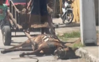 Animal flagrado no chão e presa em carroça não era vítima de maus-tratos, conclui delegado 