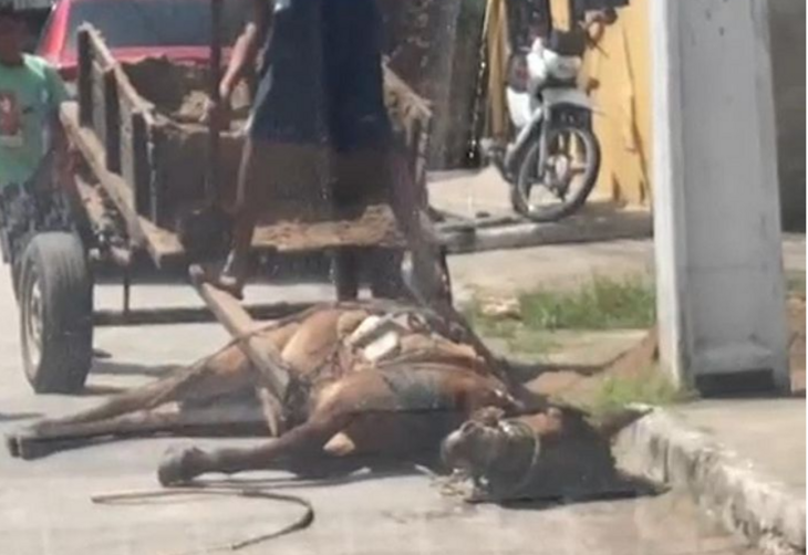  Animal foi gravado caído no chão e preso em uma carroça, no domingo 