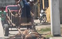 Maus-tratos: imagens mostram cavalo exausto, caído ao chão e amarrado em carroça