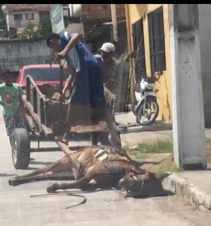 Cavalo foi vítima de maus-tratos no Bom Parto