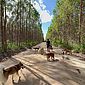 Liberdade com obediência: cães participam de passeios programados em paisagens de Alagoas