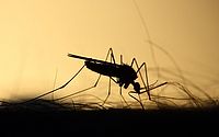 Alagoas já registrou 84 casos de dengue em 2024, diz Sesau 