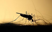 Ministério da Saúde confirma terceira morte por dengue neste ano em Alagoas