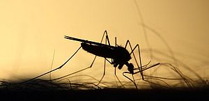 Alagoas já registrou 84 casos de dengue em 2024, diz Sesau 