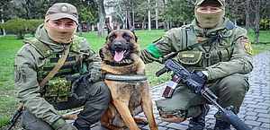 Cão militar russo salvo por ucranianos muda de lado e aprende novo idioma