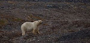 Primeiro urso-polar visto na Islândia desde 2016 é morto a tiros pela polícia