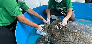 Tartaruga-verde de 131 quilos é resgatada após encalhar em praia de Milagres