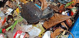 Tartaruga é resgatada em meio ao lixo na orla da Praia da Avenida