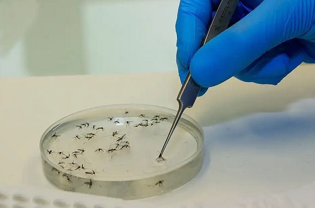 Ministério da Saúde faz alerta para aumento de casos de febre oropouche