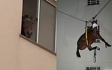 Égua é vista em janela de 3º andar de prédio no RS e resgatada após o trabalho dos bombeiros
