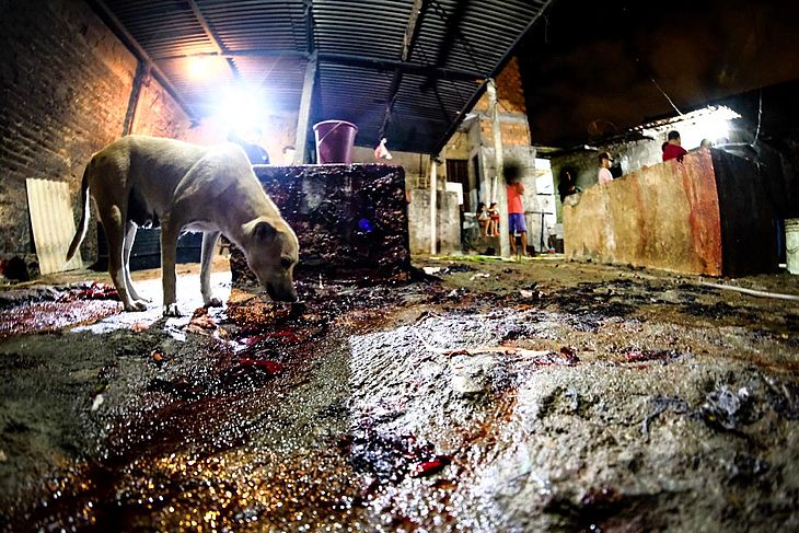 Cães, gatos e até crianças dividiam o ambiente sujo com o sangue e restos de animais