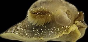 Nova espécie de lesma marinha é descoberta nas águas do Reino Unido