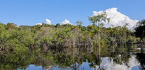 Rio Negro pode passar por pior seca da história ainda esta semana