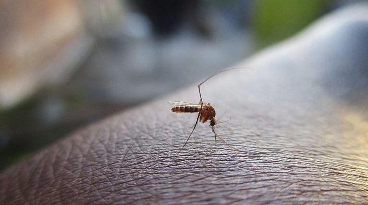 Entenda diferença entre pernilongo e mosquito da dengue TNH