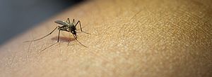 Número de casos confirmados de dengue aumenta 176,5% em Alagoas