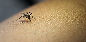 Alagoas tem seis municípios com risco de surto de dengue, segundo a Sesau