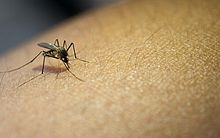 Sesau confirma mais duas mortes por dengue e Alagoas chega a 10 óbitos pela doença