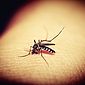 Homem em situação de rua é a segunda vítima de dengue em Maceió 