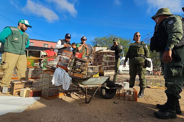 Aves são resgatadas após flagrante em feira livre no município de Delmiro Gouveia