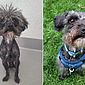 'Cão mais feio já visto' passa por incrível transformação após adoção