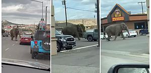 Elefanta escapa de circo e é flagrada correndo pelas ruas de cidade nos EUA