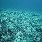 Branqueamento de corais assusta cientistas e é registrado a 60 metros de profundidade