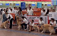 Tutores e pets participam de ato em memória ao cão Joca, no Aeroporto Zumbi dos Palmares