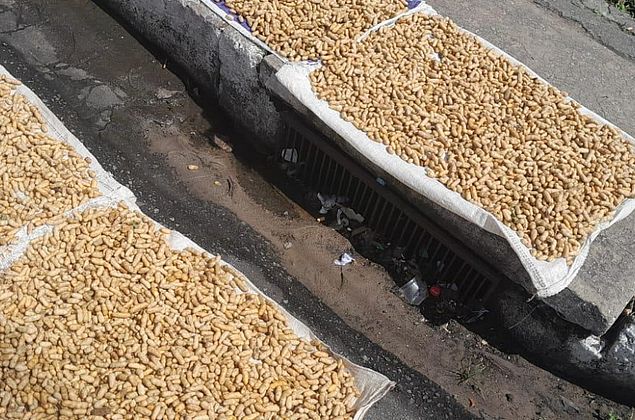Fiscalização apreende 15kg de amendoim com suspeita de contaminação por fezes e urina de rato