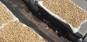 Fiscalização apreende 15kg de amendoim com suspeita de contaminação por fezes e urina de rato