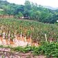 Chuvas provocam perdas de 119 mil hectares de lavouras de Minas Gerais