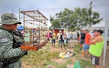Pássaros silvestres são resgatados em feira de Delmiro Gouveia após fiscalização