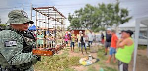 Pássaros silvestres são resgatados em feira de Delmiro Gouveia após fiscalização