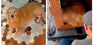 Anac e Ministério de Portos e Aeroportos investigarão morte do cão Joca