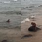 Turista? Quati é visto nadando em praia de Maceió e entrando em pousada; veja vídeo