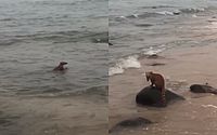 Turista? Quati é visto nadando em praia de Maceió e entrando em pousada; veja vídeo