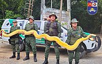 Cobras encontradas em casa de CAC, em Arapiraca, são levadas ao Ibama
