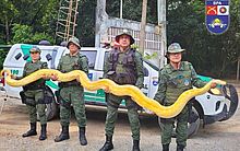 Cobras encontradas em casa de CAC, em Arapiraca, são levadas ao Ibama