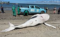 Imagens mostram retirada de baleia-jubarte encalhada no Porto de Maceió
