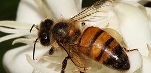 Ibama restringe uso de agrotóxico prejudicial a abelhas