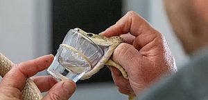 Conheça a cobra australiana que expele veneno capaz de matar 400 humanos de uma só vez
