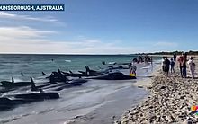 Mais de 160 baleias são encontradas encalhadas em praia da Austrália