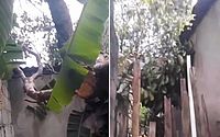 Vídeo: árvore desaba e danifica telhado e cômodos de casa, no Benedito Bentes