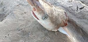 Cocaína é achada em músculos e fígados de tubarões mortos em águas brasileiras