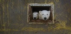 Vídeo: Ursos polares tomam estação meteorológica abandonada