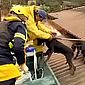 RS firma acordo com ONG para assistência a animais resgatados