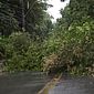 Chuvas: árvore cai e bloqueia via que liga os bairros Tabuleiro e Antares, em Maceió