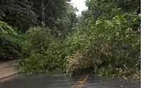Chuvas: árvore cai e bloqueia via que liga os bairros Tabuleiro e Antares, em Maceió