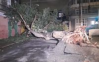 Árvore centenária de 10 metros de altura cai durante a noite em meio à chuva no Centro
