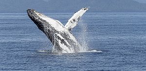 Cientistas dizem ter descoberto “alfabeto fonético” no canto das baleias